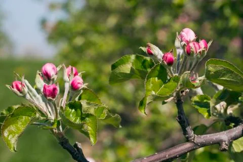 Branch with apple buds Stock Photos