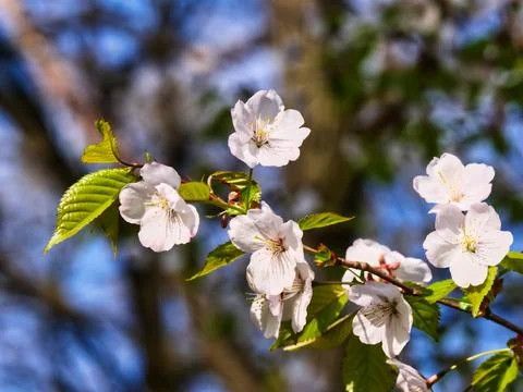 Branch with apple flowers in spring garden on natural background. Closeup Stock Photos