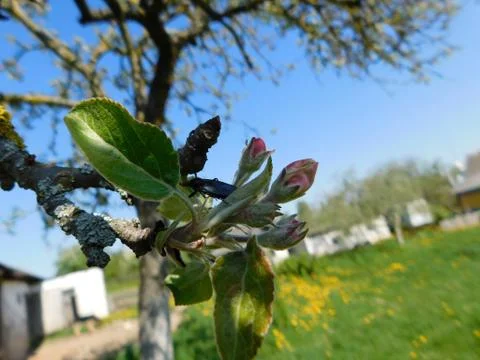 Branch of Apple Fotos Stock