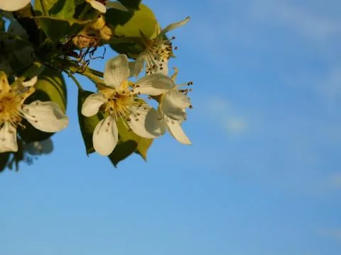 Branch of Apple Stock Photos