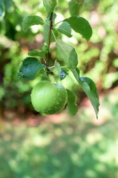 Branch with apple Stock Photos