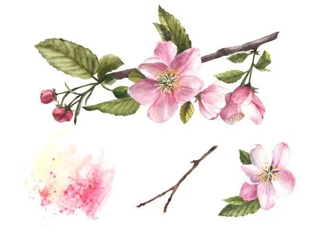 Branch of an apple spring blossom tree, flowers, buds, springtime blooming Stock Illustration