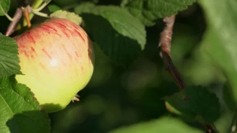 A branch with an apple sways in the wind. close-up. Stock Footage 208324513