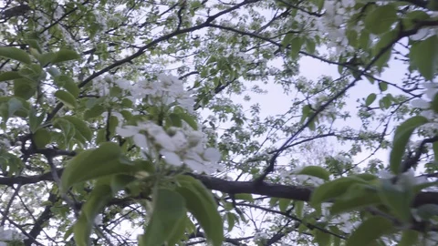 Branch of apple sweep in the strong wind. Spring blossom background. Beautiful Stock Footage 106996794