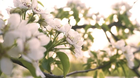Branch of apple sweep in the strong wind. Spring blossom background. Beautiful Stock Footage 106997329