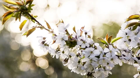 Branch of apple tree against the sunlight bokeh Stock Footage 50261435