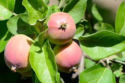 Branch of apple-tree with apples Stock Photos