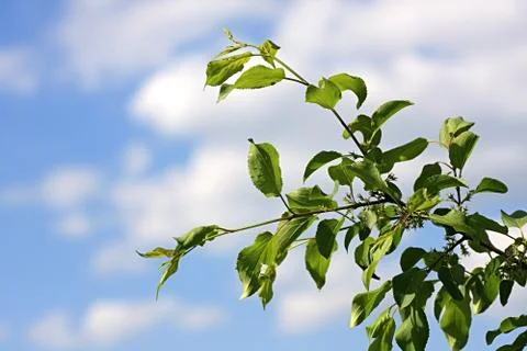 Branch of apple-tree on a background sky. 스톡 사진