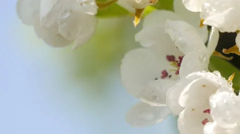Branch of apple tree in bloom in the spring. Stock Footage 49545106