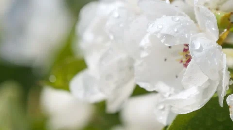 Branch of apple tree in bloom in the spring. Stock Footage 49545203
