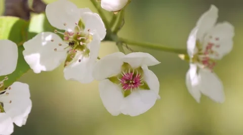 Branch of apple tree in bloom in the spring. Stock Footage 49562043