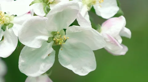 Branch of apple tree in bloom in the spring Stock Footage 49640585