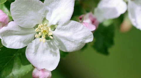 Branch of apple tree in bloom in the spring. Bee flies. Stock Footage 49642650