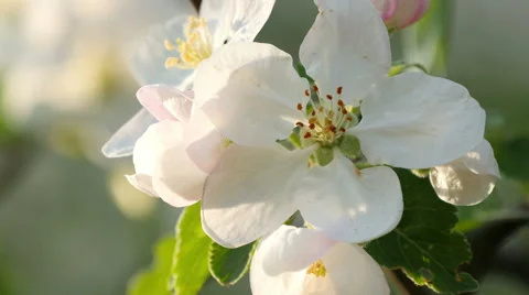 Branch of apple tree in bloom in the spring. Stock Footage 49687169