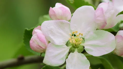 Branch of apple tree in bloom in the spring Video stock 50280585