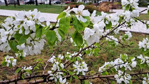 A branch of an apple tree blooming with white flowers sways. Stock Footage 309100653