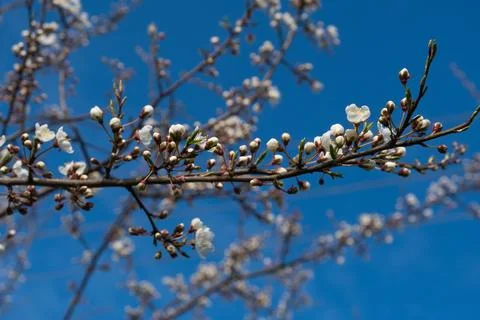 A branch of an apple tree with blooming white flowers against the backgroun.. Fotos Stock