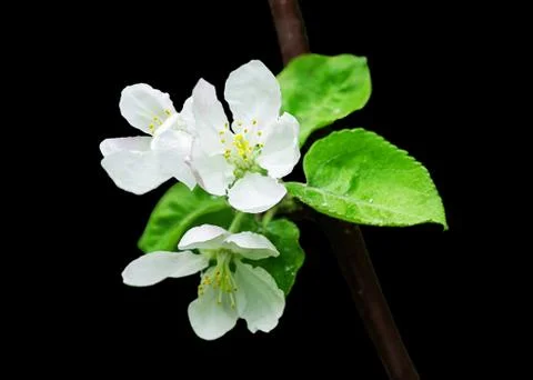 A branch of apple tree with a bunch of white flowers and green leaves. Spring Stock Photos