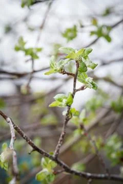 Branch of apple tree in early spring. Stock Photos