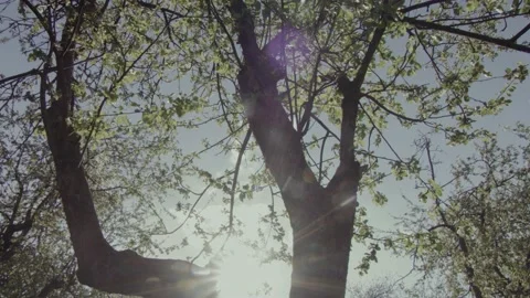 A branch of an apple tree in flowers, when the camera moves, the sun's rays Stock Footage 155352107