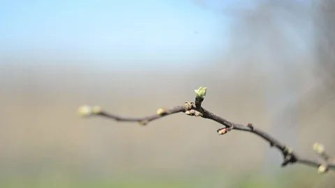 The Branch of Apple tree Stock Footage 128112690