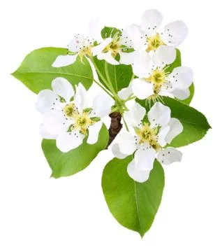Branch of apple tree with leaf and flowers Stock Photos