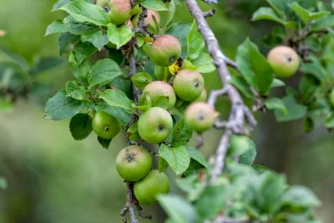 Branch of an apple tree loaded with apples. Stock Photos