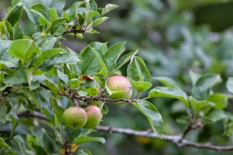 Branch of an apple tree loaded with apples. Stock Photos