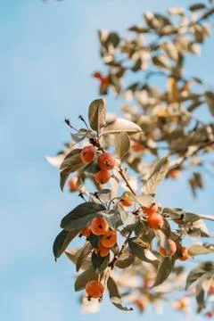 A branch of an Apple tree with many small red apples against a blue sky, on a Stock Photos
