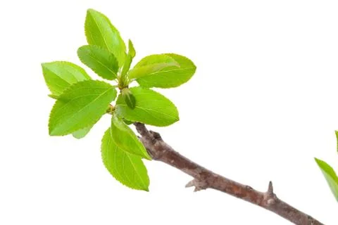 Branch apple tree Stock Photos