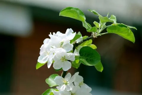 Branch of apple tree Stock Photos