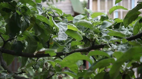 A branch of an apple-tree in the rain Stock Footage 24739346