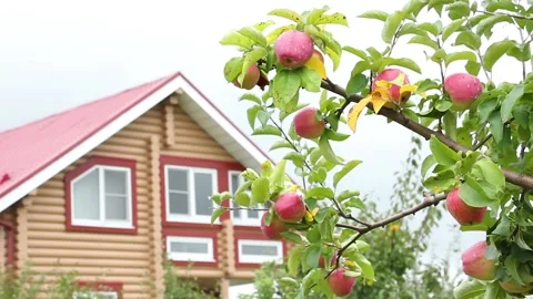 Branch of an apple tree with red ripe fruits on the background of farmhouse Видео 160052924