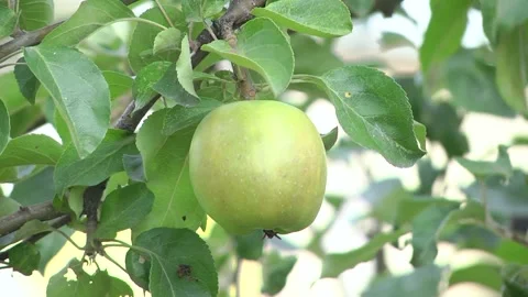 Branch of an apple tree with ripe apples and green foliage. Video stock 229160691