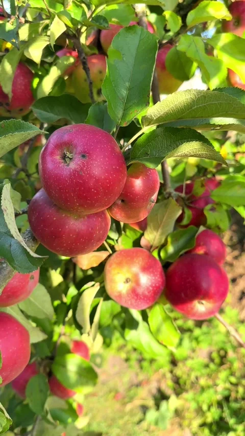 A branch of an apple tree with ripe apples and bright green leaves sways slowly Stock Footage 285848453