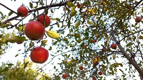 Branch of an apple tree with ripe red apples sways in wind on sunny day. Stock Footage 287188304