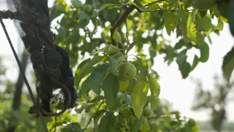 A branch of an apple tree with small young green apples Stock Footage 157108948