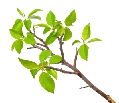 Branch apple tree with spring buds isolated on white Stock Photos