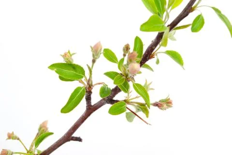 Branch apple tree with spring buds isolated on white Stock Photos