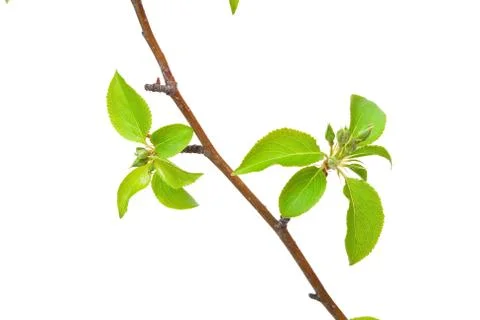 Branch apple tree with spring buds isolated on white Stock Photos