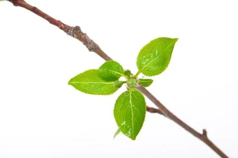 Branch apple tree with spring buds isolated on white Stock Photos