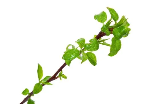 Branch apple tree with spring buds isolated on white Stock Photos