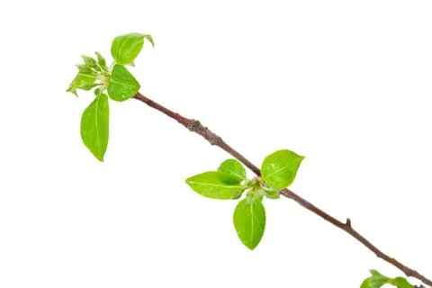 Branch apple tree with spring buds isolated on white Stock Photos