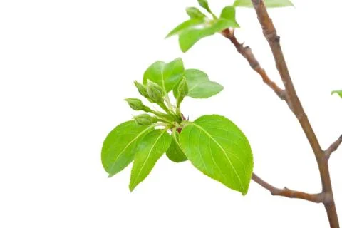 Branch apple tree with spring buds isolated on white Stock Photos