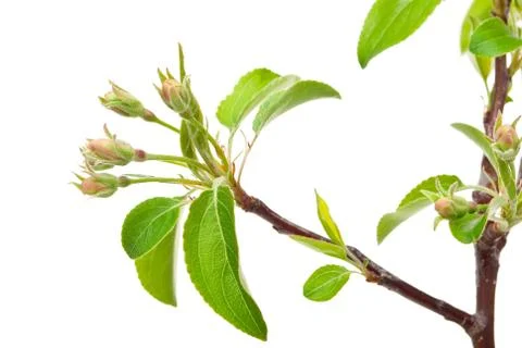 Branch apple tree with spring buds isolated on white Stock Photos