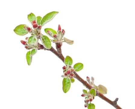 Branch apple tree with spring buds isolated on white Stock Photos