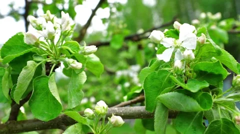 Branch Of Apple Tree In Spring Stock Footage 45017803
