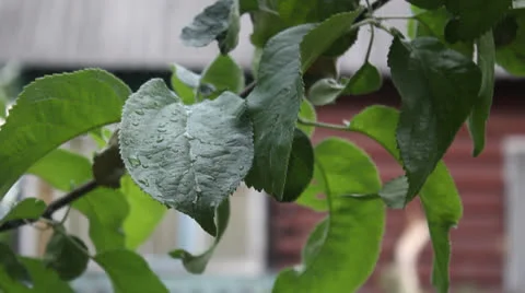 A branch of an apple-tree sways in the wind Video stock 24739062