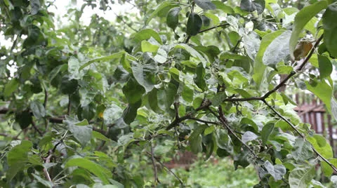 A branch of an apple-tree sways in the wind 4 Stock Footage 24739115
