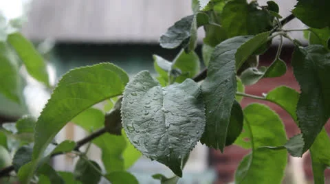 A branch of an apple-tree sways in the wind 2 Stock Footage 24739389